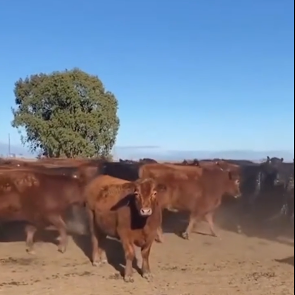 200 RED ANGUS OU 750K NO PIX